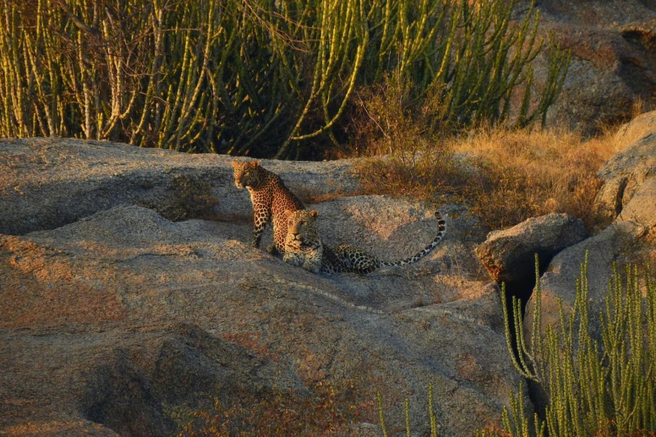 Jawai Leopard Villa Bijapur  Esterno foto