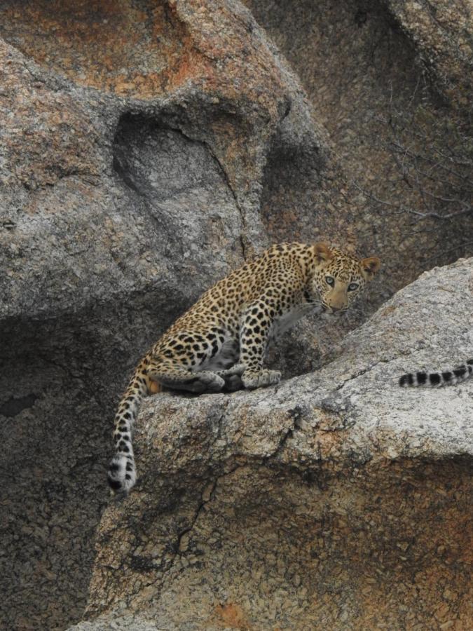 Jawai Leopard Villa Bijapur  Esterno foto