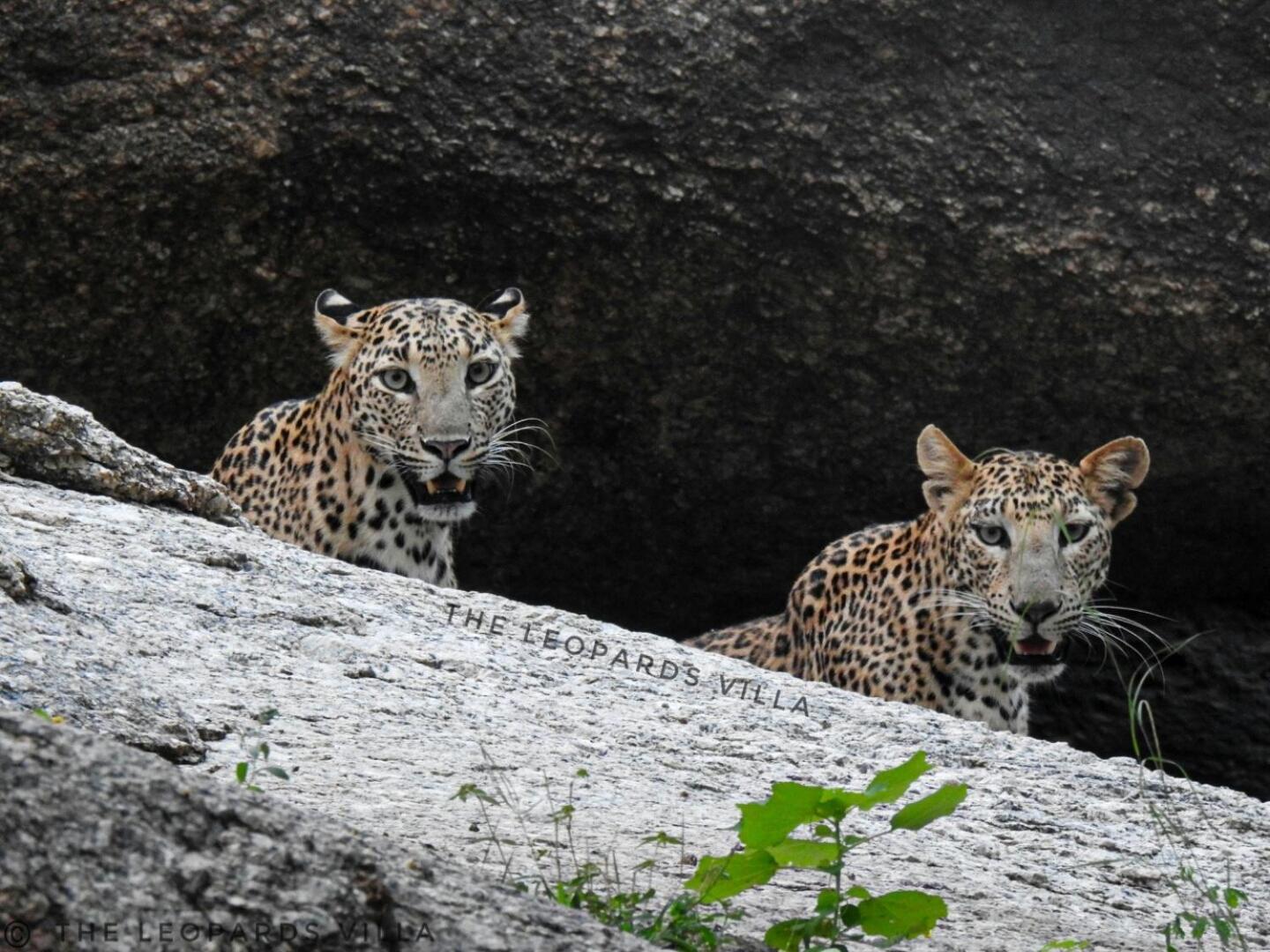 Jawai Leopard Villa Bijapur  Esterno foto