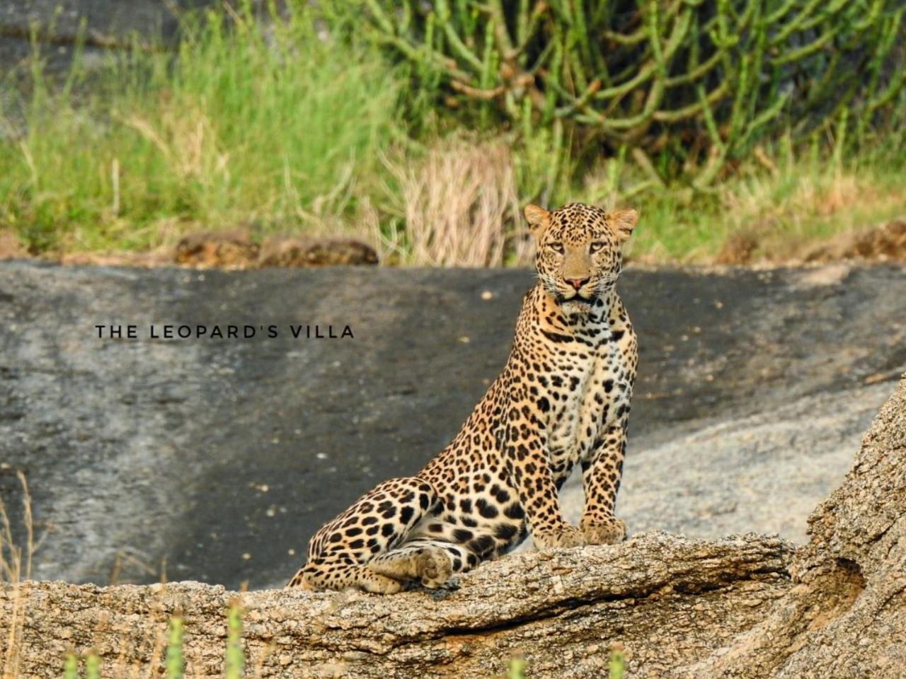 Jawai Leopard Villa Bijapur  Esterno foto