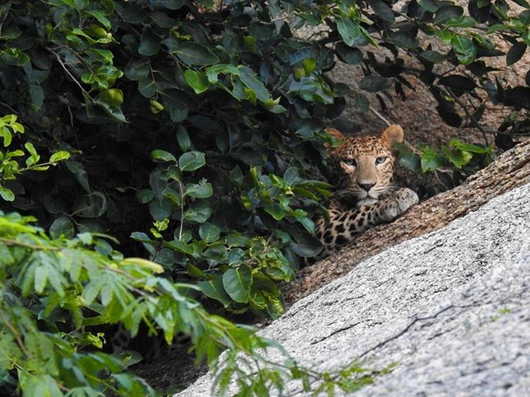Jawai Leopard Villa Bijapur  Esterno foto