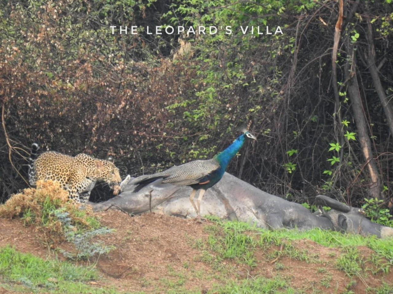 Jawai Leopard Villa Bijapur  Esterno foto